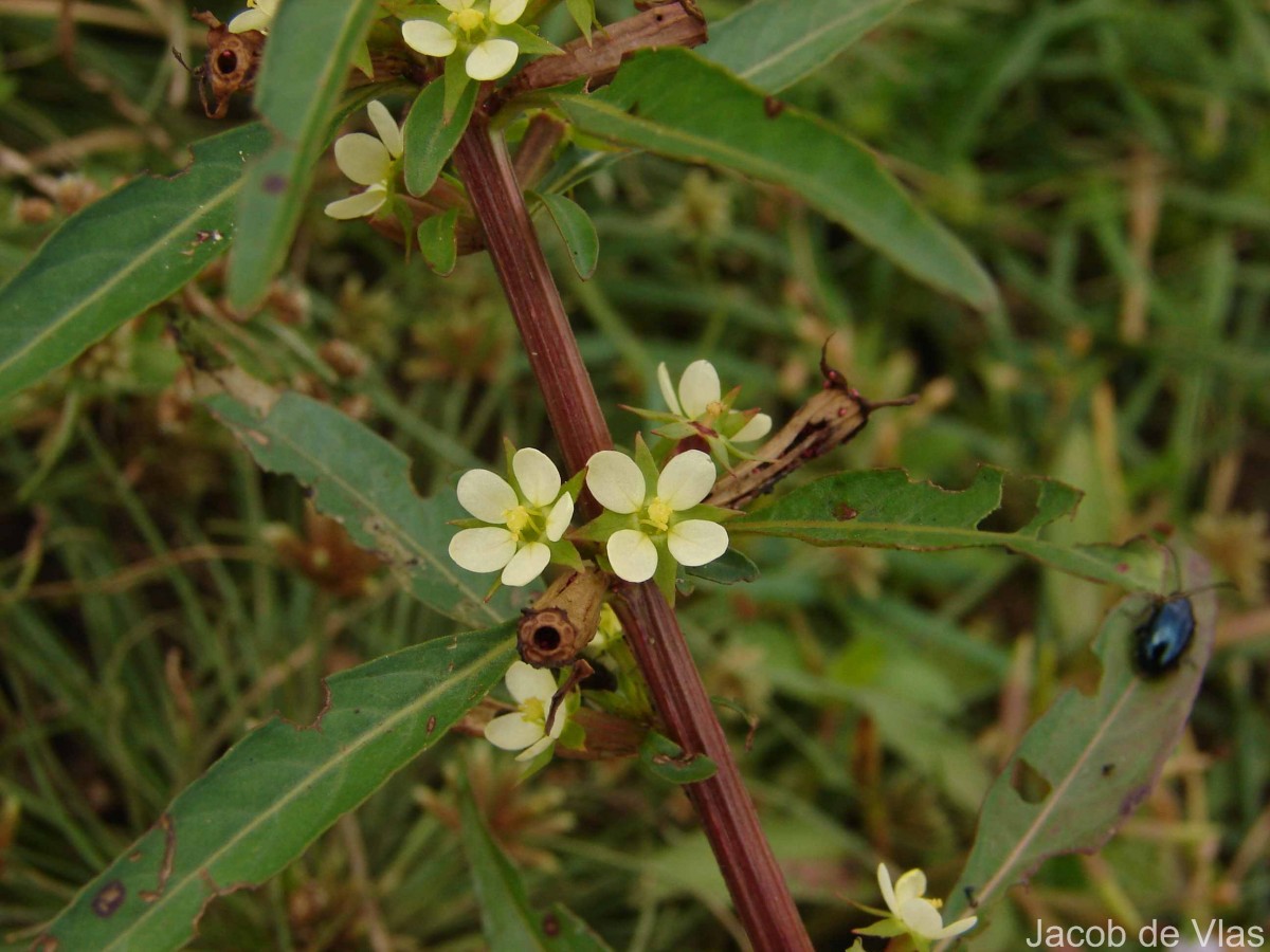 Ludwigia perennis L.